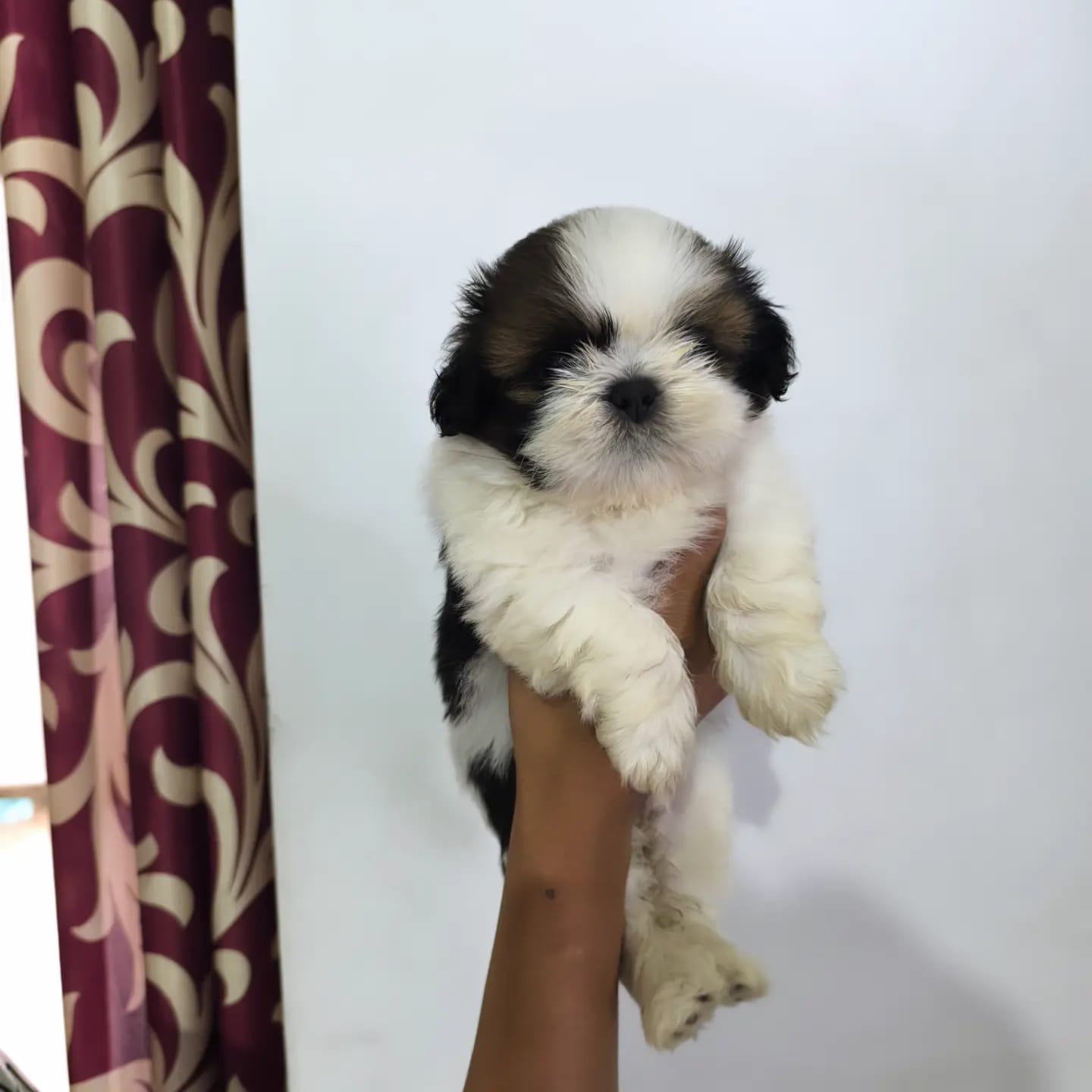 shih tzu puppies for sale online in goa