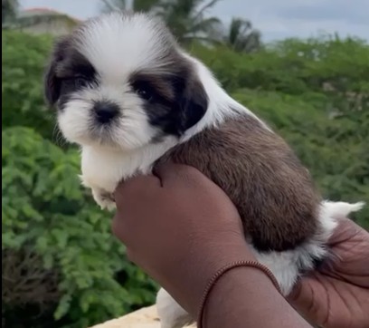 shih tzu dog breeder in goa