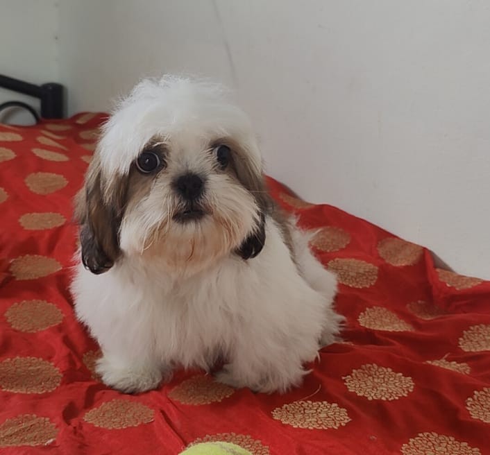 buy shih tzu puppy in goa