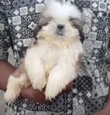 shih tzu dog price in goa