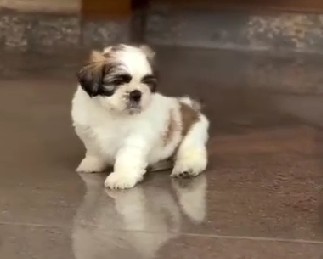 shih tzu pet shop in goa