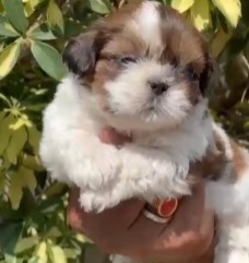 shih tzu dog breeder in jaipur