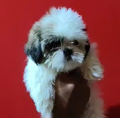 buy shih tzu puppies in jaipur