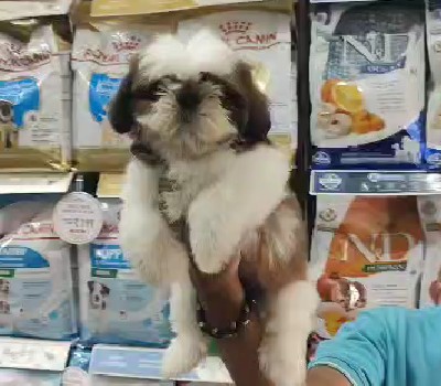 shih tzu puppies for sale online in jaipur