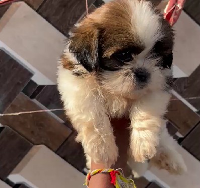 shih tzu pet shop in jaipur