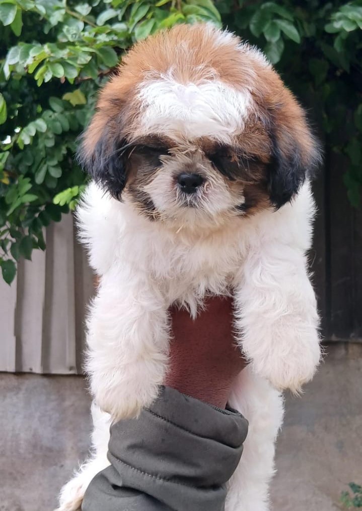 Shih Tzu dog breeder in vizag