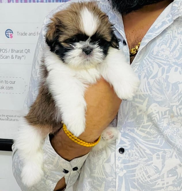 Shih Tzu puppies for sale online in vizag