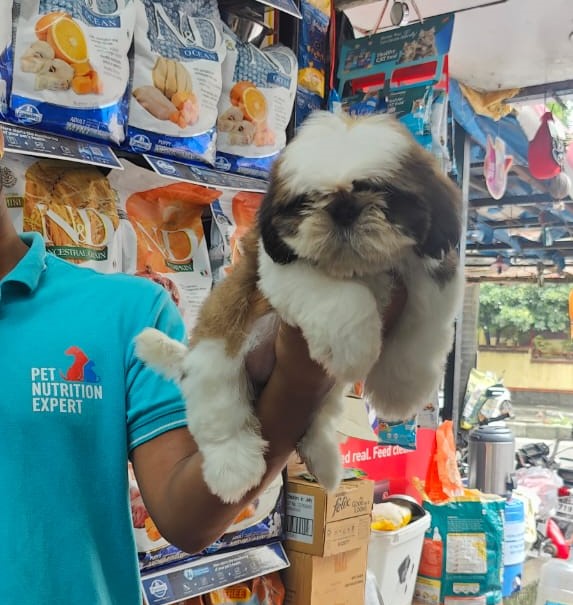 Shih Tzu dog price in vizag