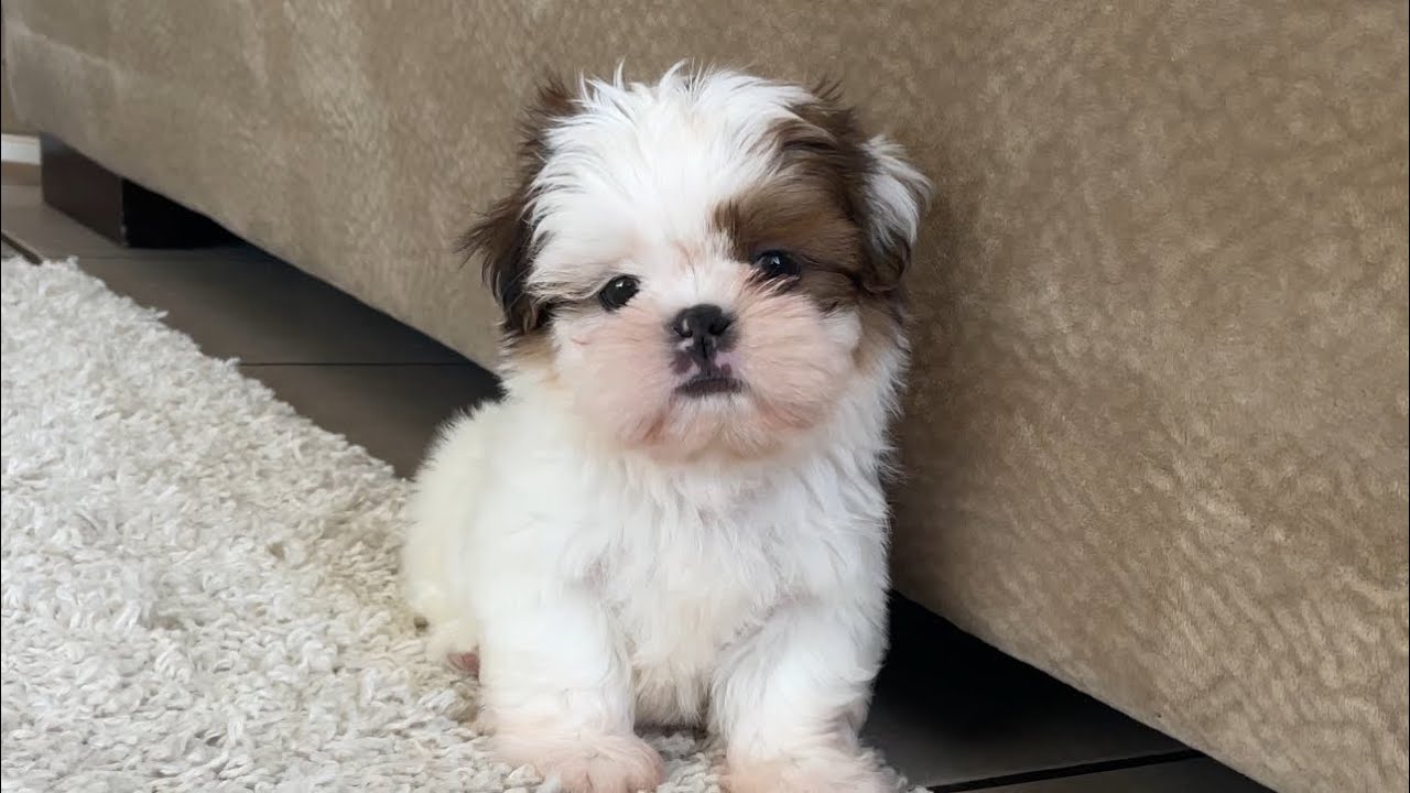 Shih Tzu puppy for sale in vizag