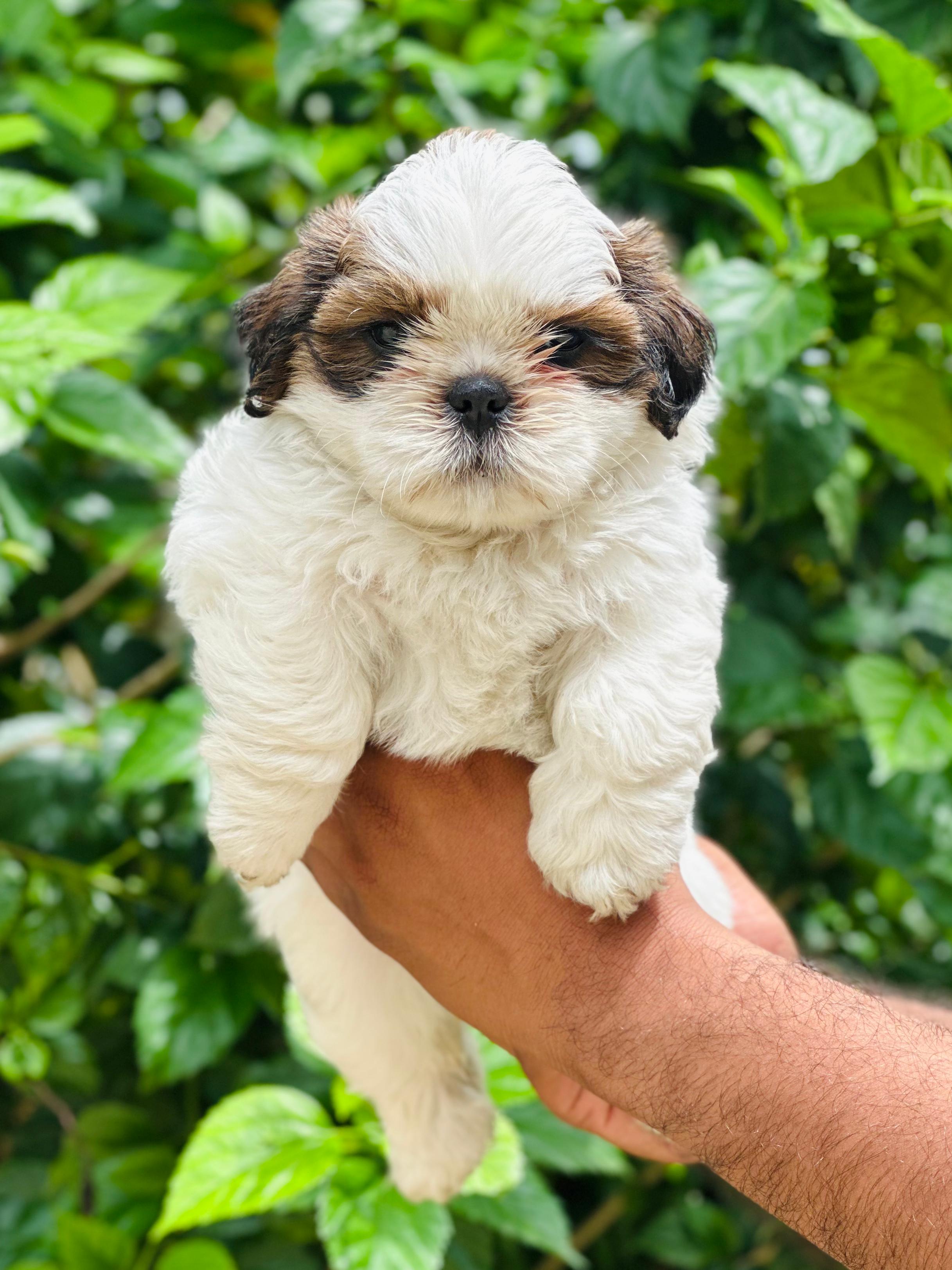 Shih Tzu pet shop in vizag