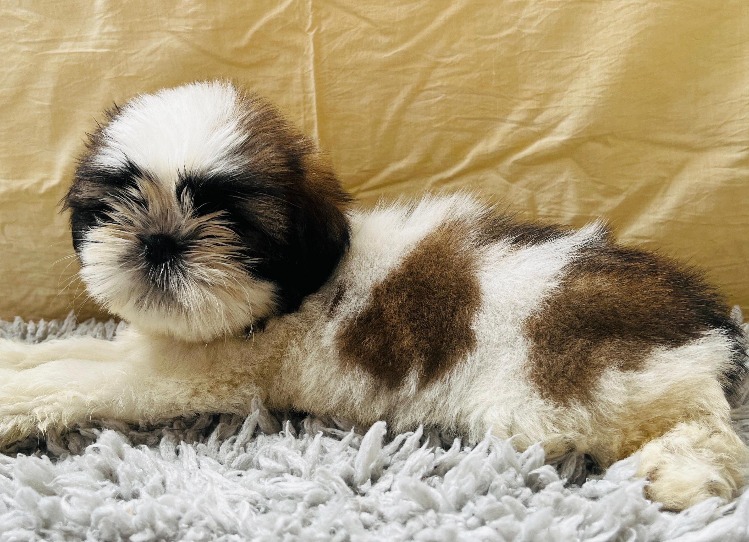 Shih Tzu female puppy price in vizag