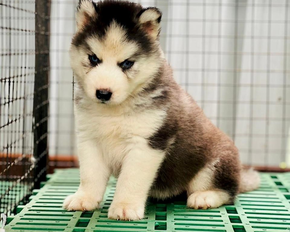 Siberian husky puppies for sale in mumbai