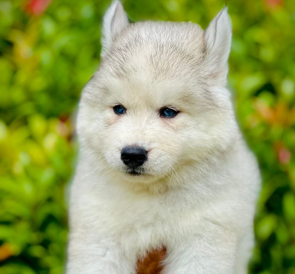 Siberian husky dog breeder in mumbai