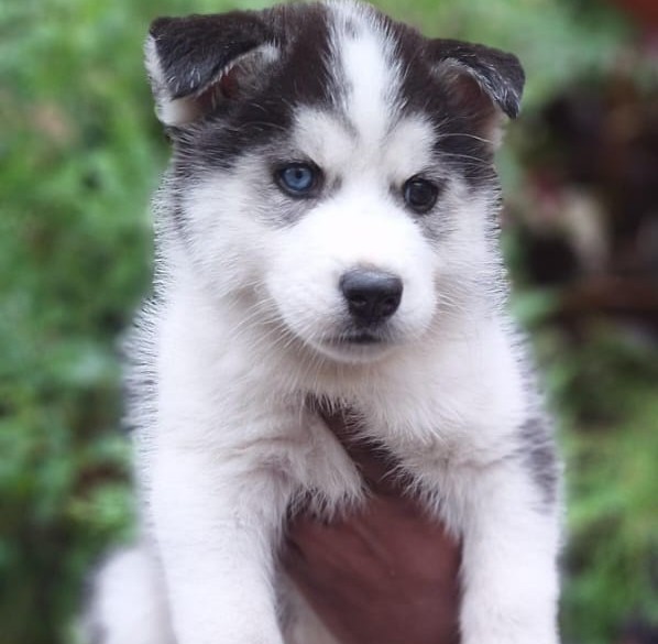 Buy siberian husky puppy in mumbai