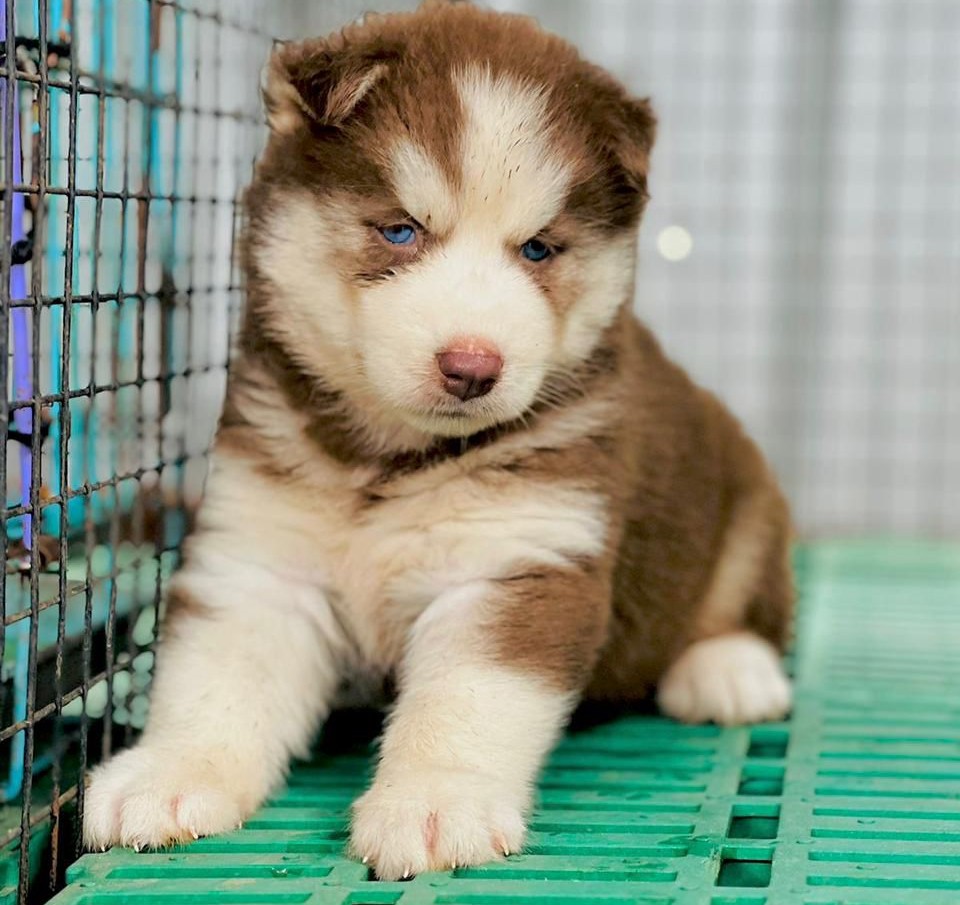 Siberian husky puppies for sale online in mumbai