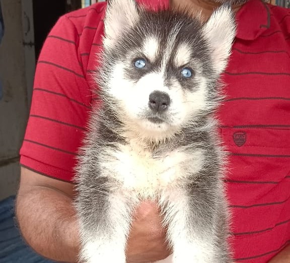 Siberian husky pet shop in mumbai