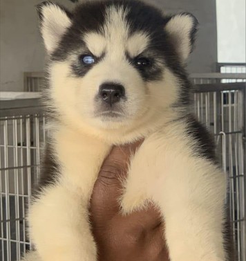 siberian husky puppy for sale in pune