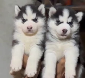 siberian husky puppies for sale online in pune