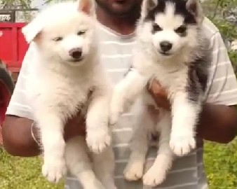 siberian husky dog breeder in pune