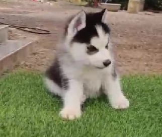 siberian husky pet shop in pune