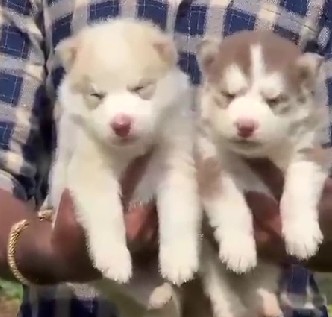 champion lineage siberian husky puppies price in pune