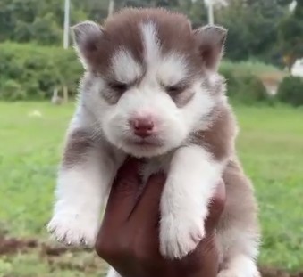 siberian husky male puppies for sale in pune