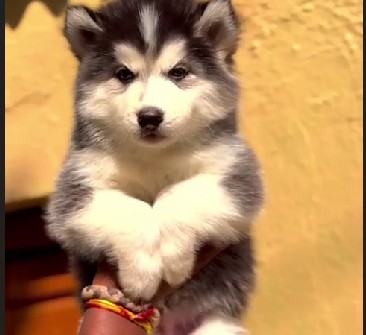 siberian husky female puppy price in pune