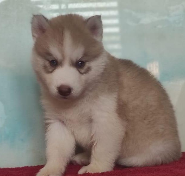 siberian husky puppies for sale online in ahmedabad