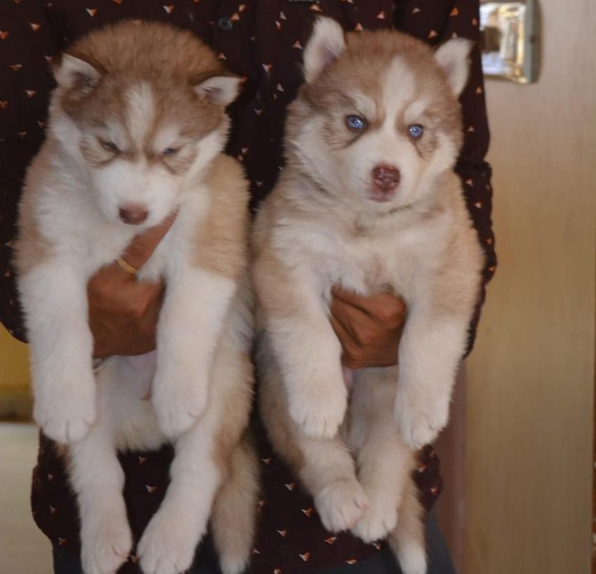 buy siberian husky puppies in ahmedabad