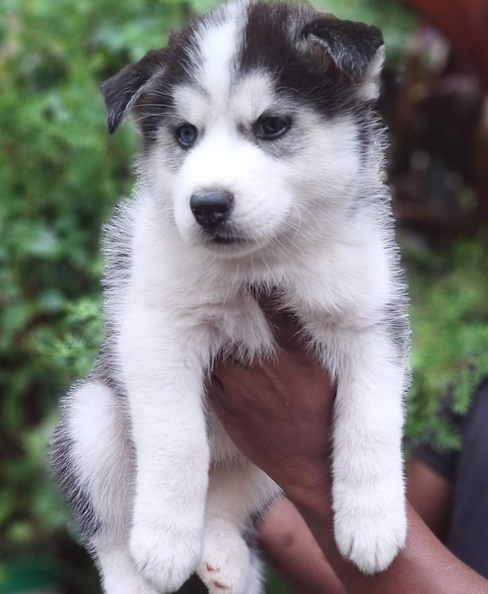 siberian husky pet dhop in ahmedabad