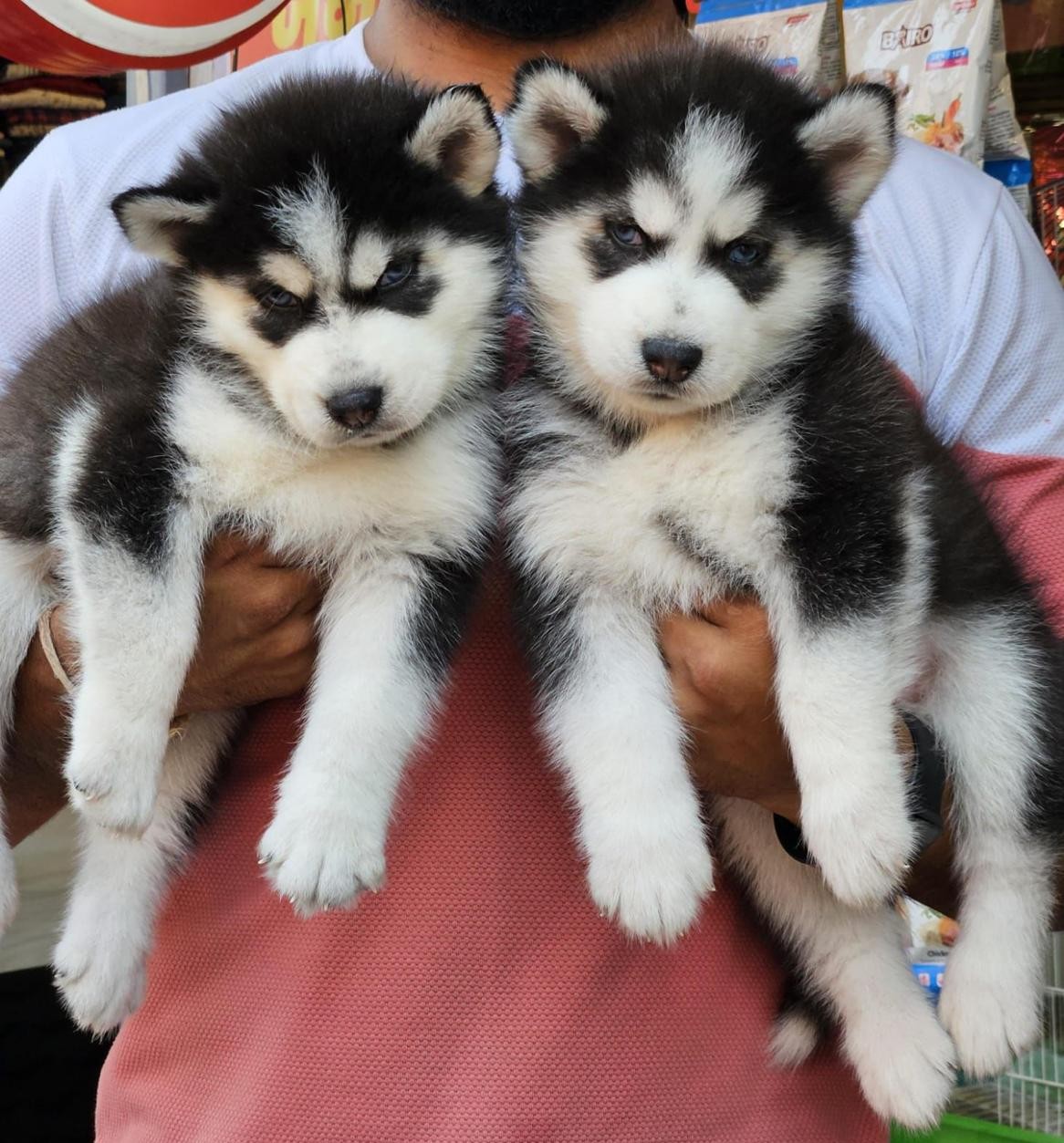 siberian husky pet shop in kolkata