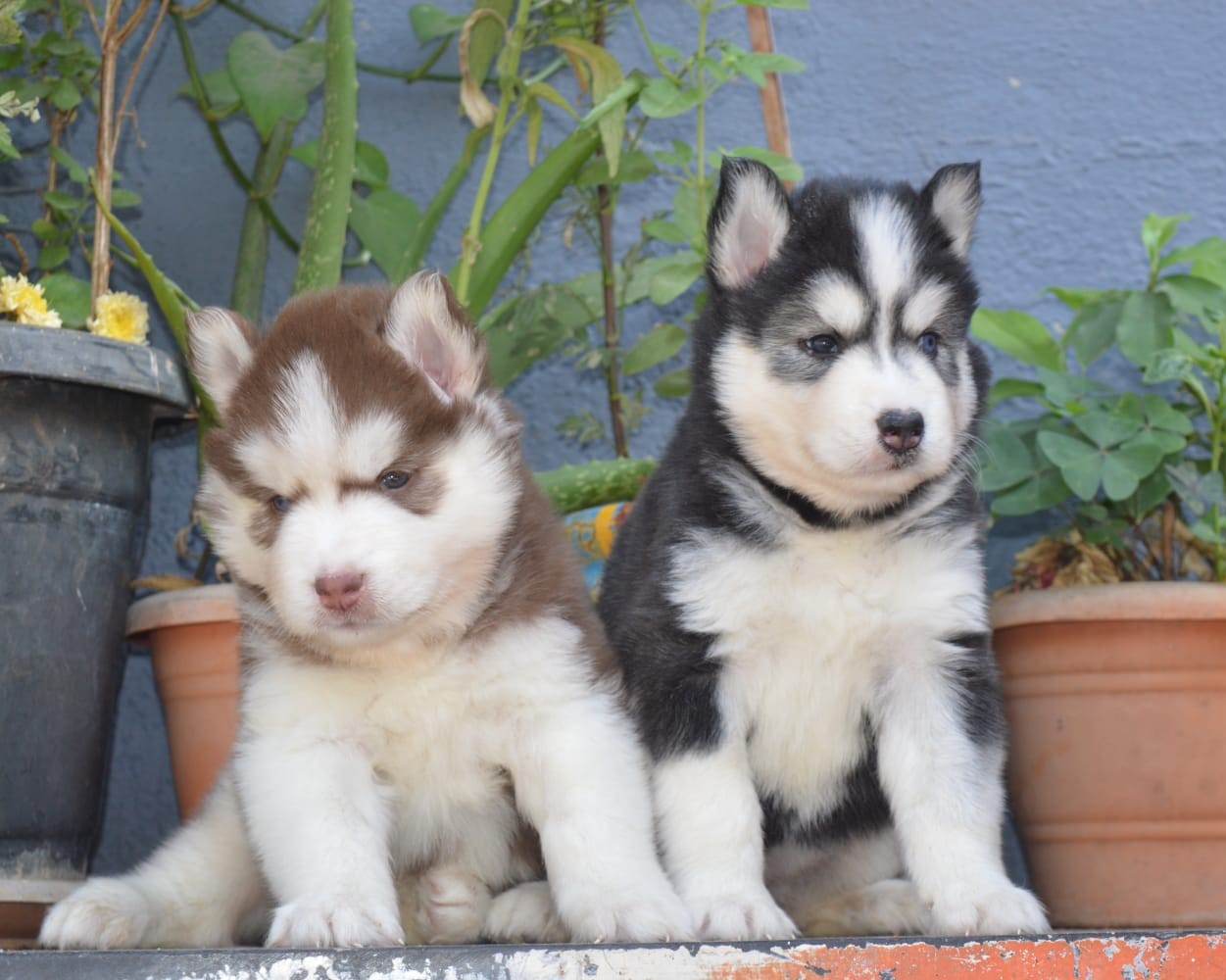 siberian husky puppy for sale in kolkata