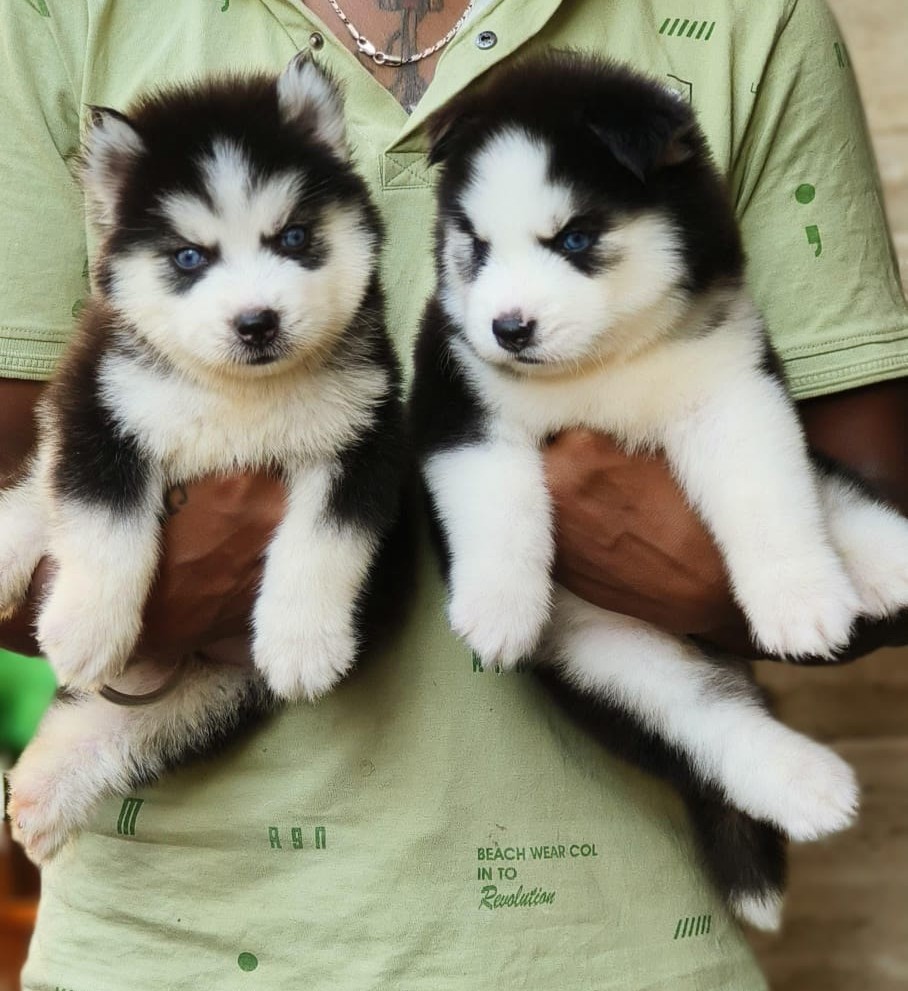 buy siberian husky puppy in kolkata