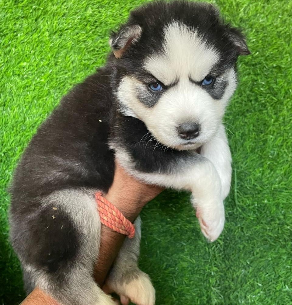 siberian husky for sale in hyderabad