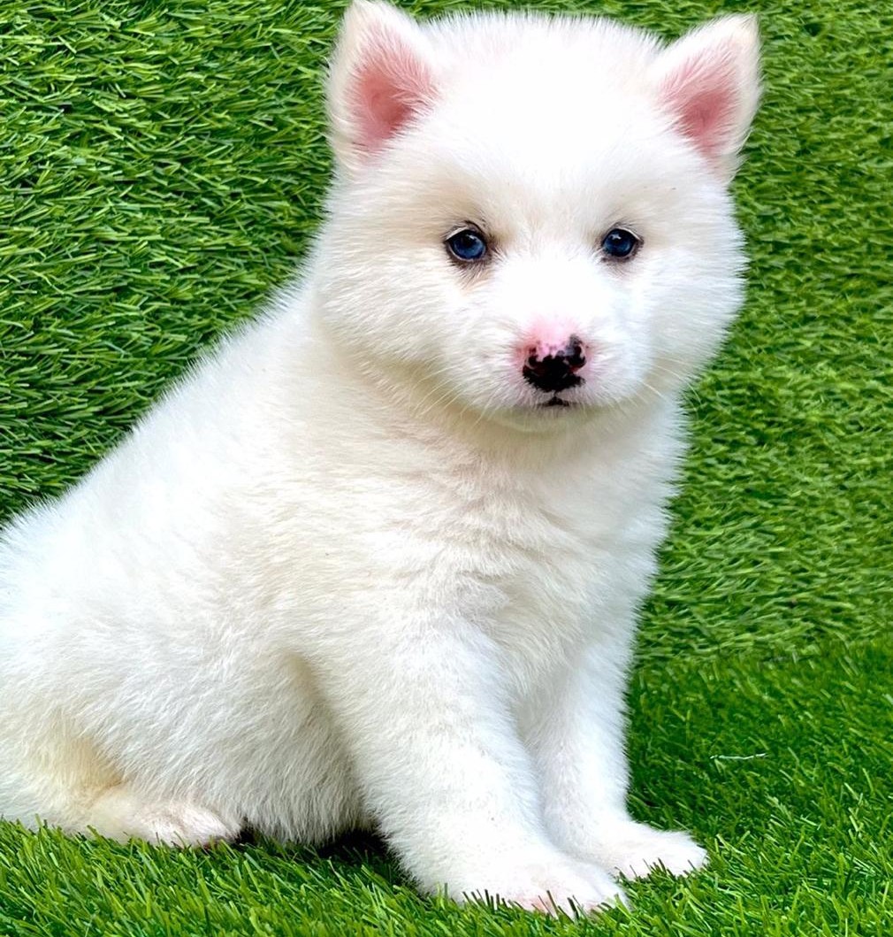 siberian husky dog breeder in hyderabad