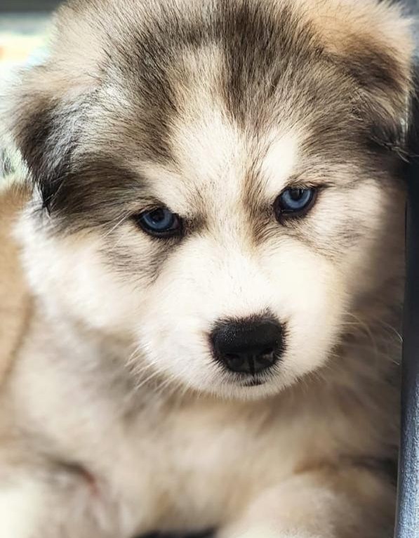 buy siberian husky puppy in hyderabad