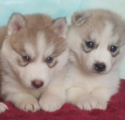 siberian husky dog price in hyderabad