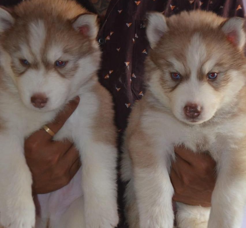 sibrerian husky puppy price in hyderabad