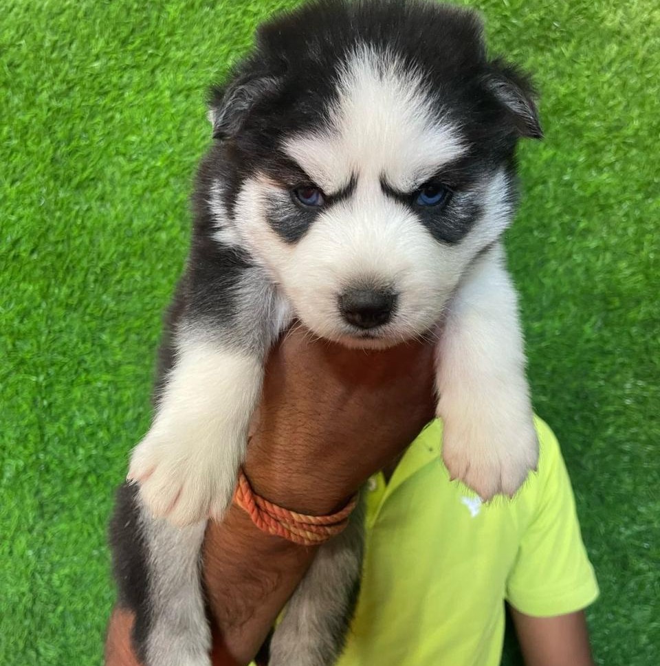 siberian husky dog for sale in goa