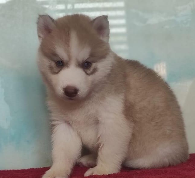 siberian husky pet shop in goa