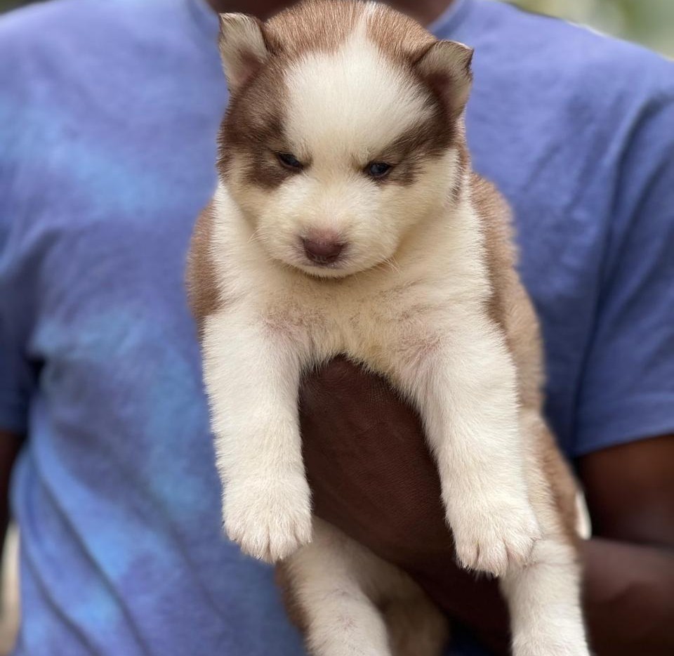 siberian husky puppies for sale online in goa