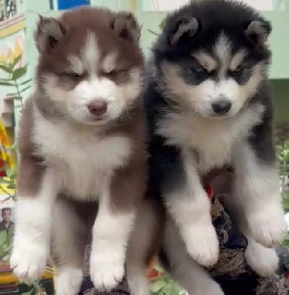 siberian husky male puppy price in goa