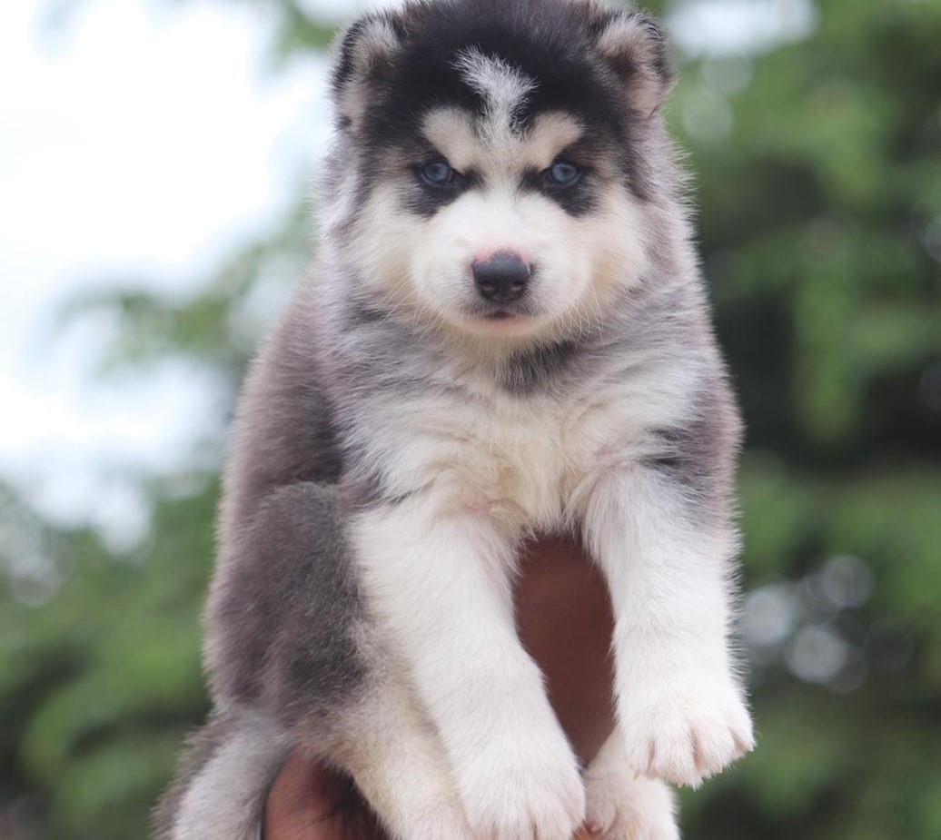 siberian husky dog breeder in jaipur