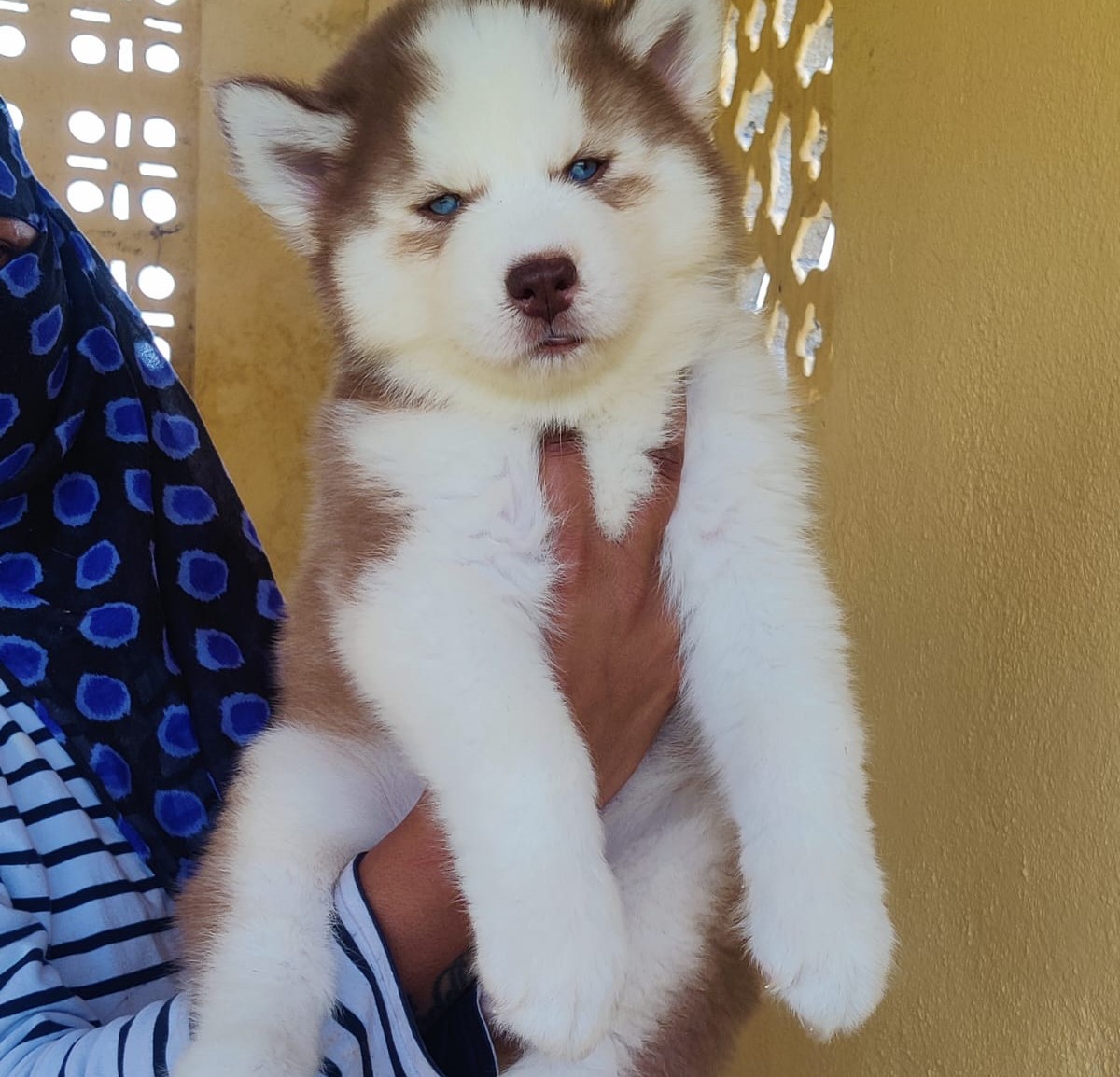 buy siberian husky puppies in jaipur