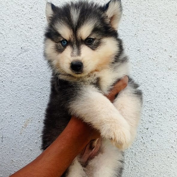 siberian husky pet shop in jaipur