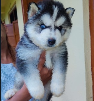 siberian husky male puppies for sale in jaipur