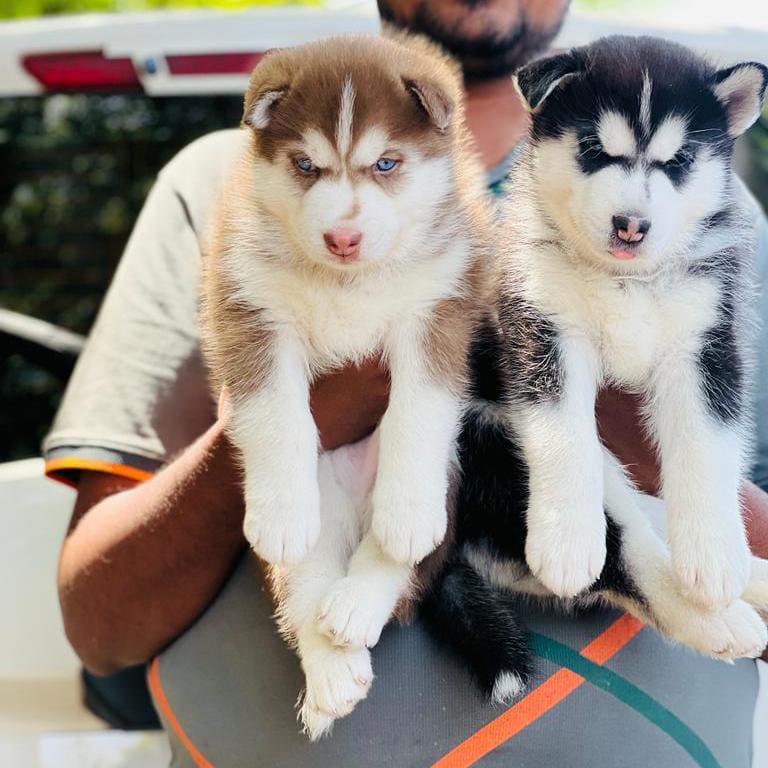 Siberian Husky dog breeder in vizag