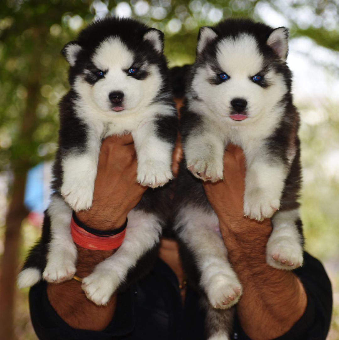 buy Siberian Husky puppies in vizag