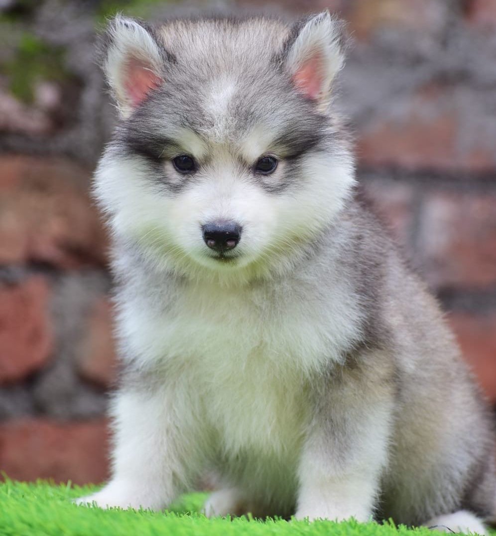 Siberian Husky pet shop in vizag