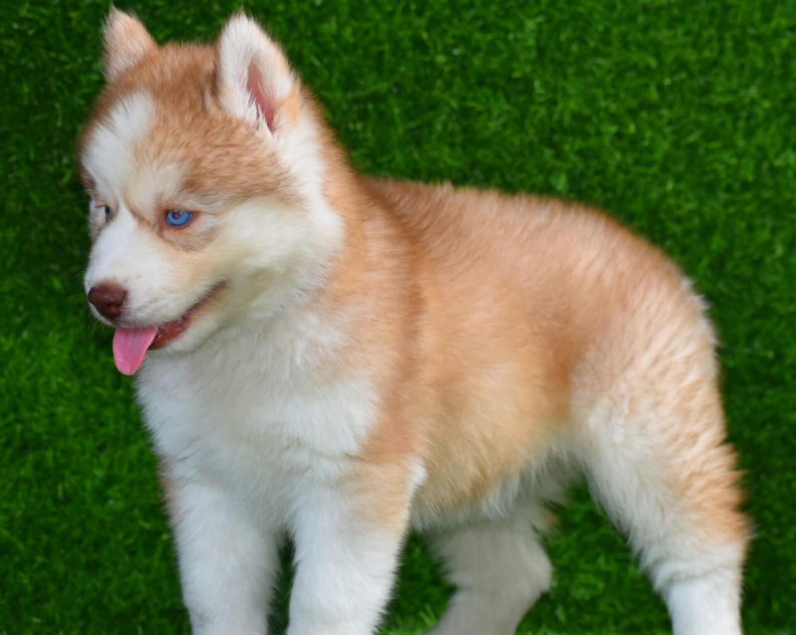 Siberian Husky puppies for sale online in vizag